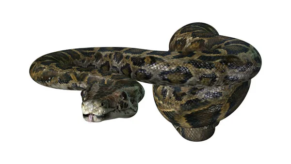 Representación 3D Burmese Python en blanco —  Fotos de Stock