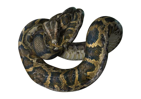 3D Rendering Burmese Python on White — Stock Photo, Image