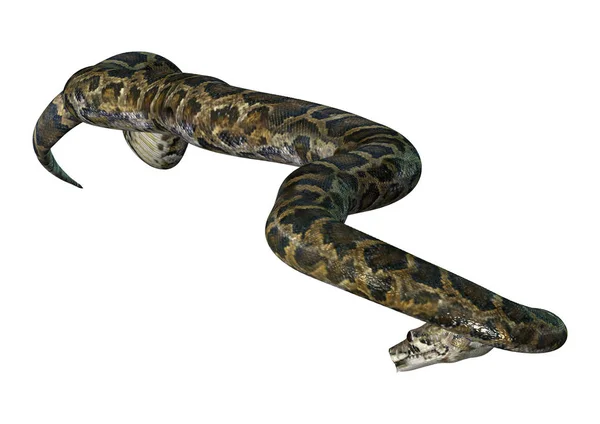 3D Rendering Burmese Python on White — Stock Photo, Image