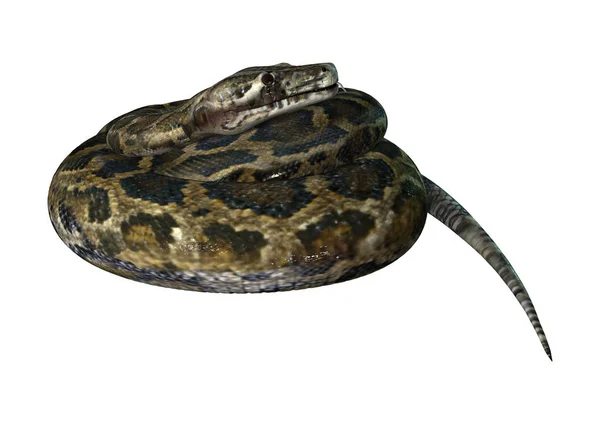 Representación 3D Burmese Python en blanco — Foto de Stock