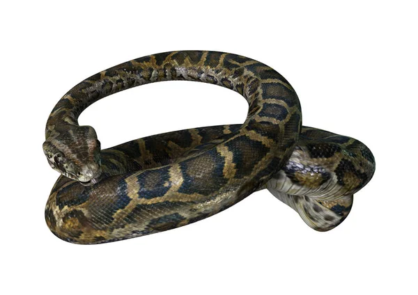 3D renderowania Birmy Python na białym — Zdjęcie stockowe