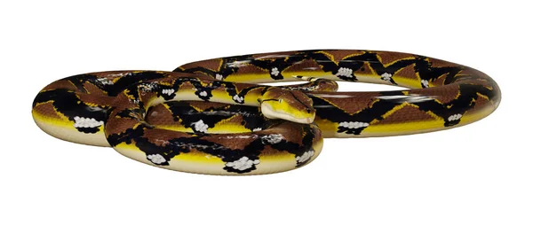 3D Rendering Reticulated Python on White — Stock Photo, Image