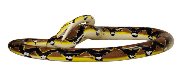 白の 3 d レンダリング錦蛇 — ストック写真