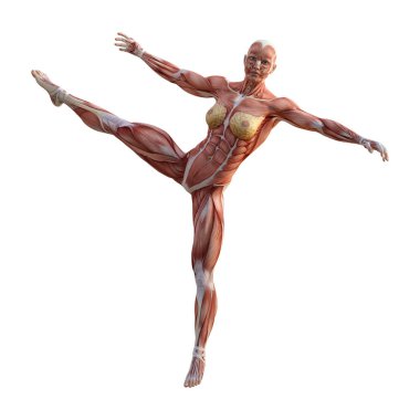 3D render kadın anatomi şekil üzerinde beyaz