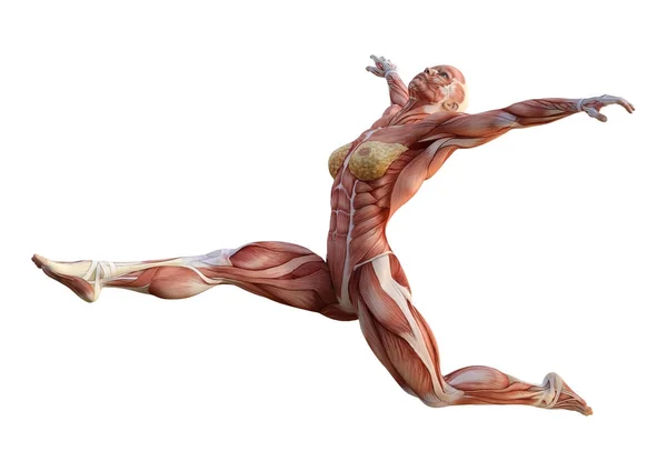 Figura de anatomía femenina de representación 3D en blanco — Foto de Stock