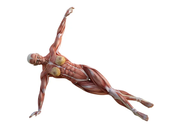3D render kadın anatomi şekil üzerinde beyaz — Stok fotoğraf