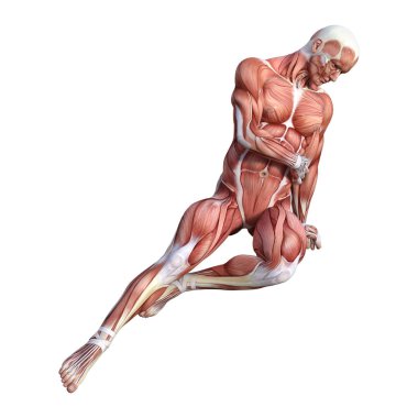 3D render erkek anatomisi şekil üzerinde beyaz