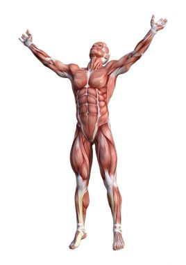 3D render erkek anatomisi şekil üzerinde beyaz