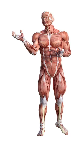 Figura anatomica maschile di rendering 3D su bianco — Foto Stock