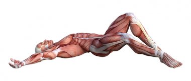 3D render erkek anatomisi şekil üzerinde beyaz