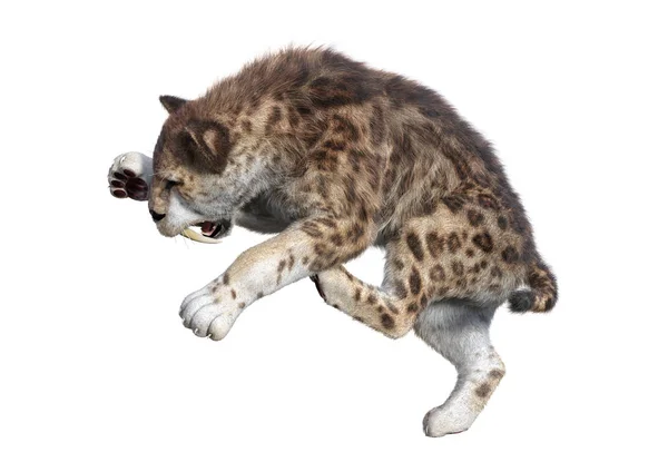 3D rendering Sabertooth Tuger fehér — Stock Fotó