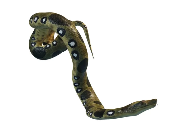 stock image 3D Rendering Green Anaconda on White