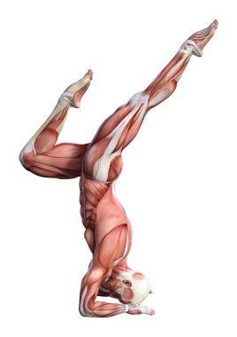 3D render erkek anatomisi şekil üzerinde beyaz