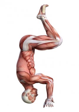 3D render erkek anatomisi şekil üzerinde beyaz