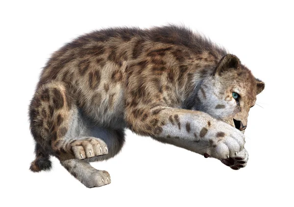 3D rendering Sabertooth Tiger op wit — Stockfoto