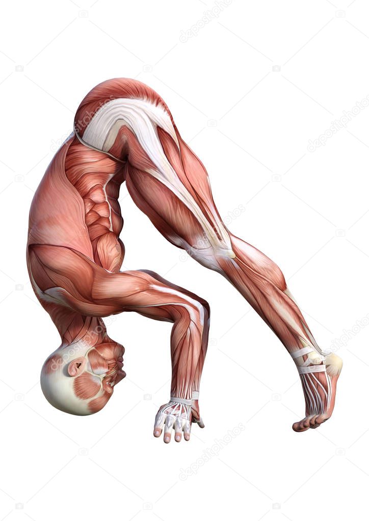 3D Rendering Male Anatomy Figure on White