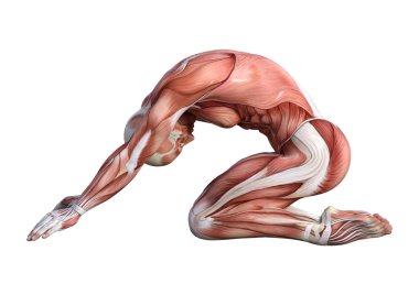 3D render erkek anatomisi şekil üzerinde beyaz