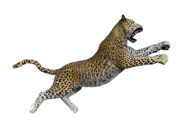 3D rendering nagymacska Leopard fehér — Stock Fotó