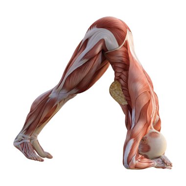 3D render kadın anatomi şekil üzerinde beyaz