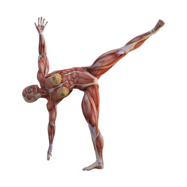 3D render kadın anatomi şekil üzerinde beyaz