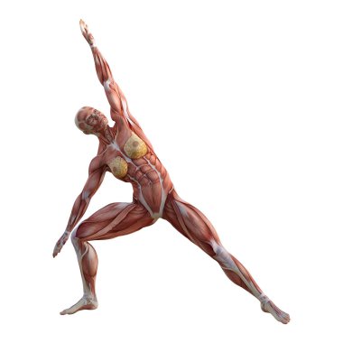 3D render kadın anatomi şekil üzerinde beyaz