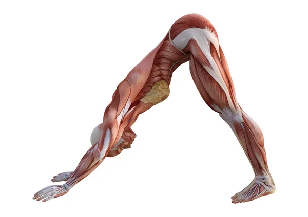 Gambar Anatomi Wanita Rendering 3D di Putih — Stok Foto