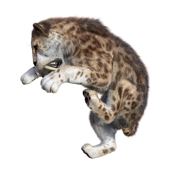 3D rendering Sabertooth Tiger σε λευκό — Φωτογραφία Αρχείου