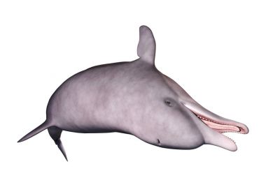 3D render yunus beyaz