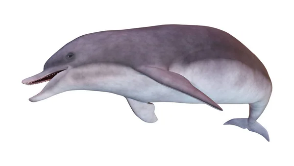 3D rendering Dolphin på vit — Stockfoto