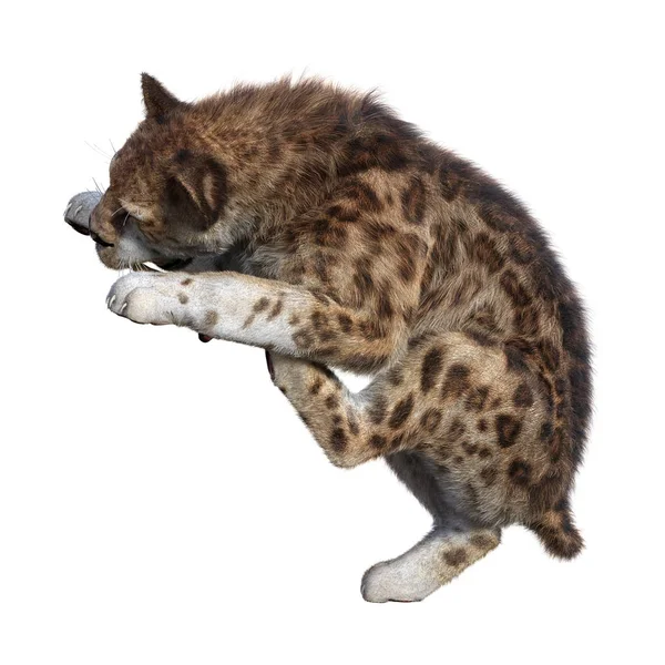 3D rendering Sabertooth Tiger på vit — Stockfoto