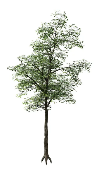 3D Rendering Japanese Maple Tree on White — Stock Photo, Image