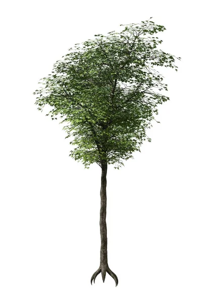 3D render Japonca Akça ağaç beyaz — Stok fotoğraf