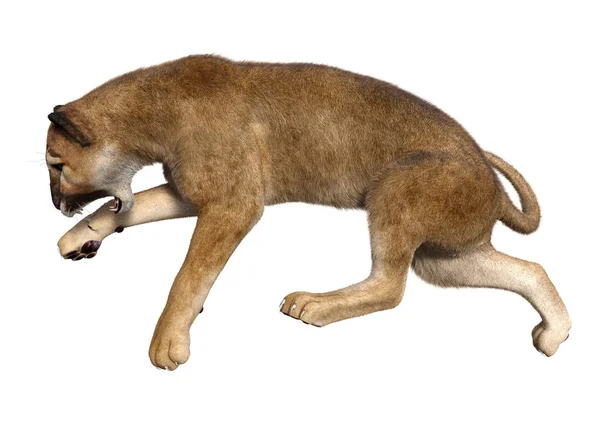 3D Rendering Großkatze Puma auf weiß — Stockfoto