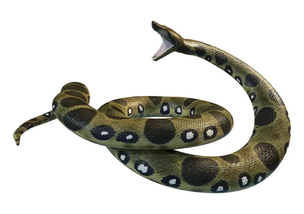 3D rendering van de groene Anaconda op wit — Stockfoto