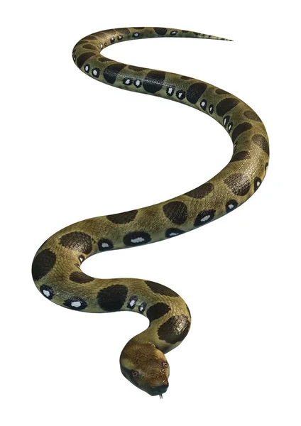 Rendu 3D vert Anaconda sur blanc — Photo