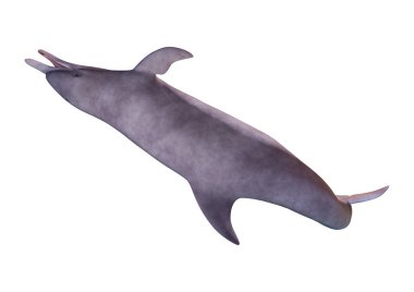 3D render yunus beyaz