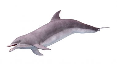 3D render yunus beyaz