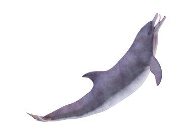 3D render yunus beyaz