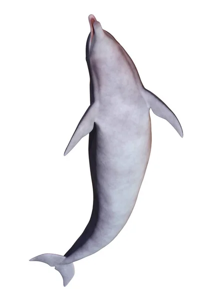 3D renderowania delfinów na białym — Zdjęcie stockowe