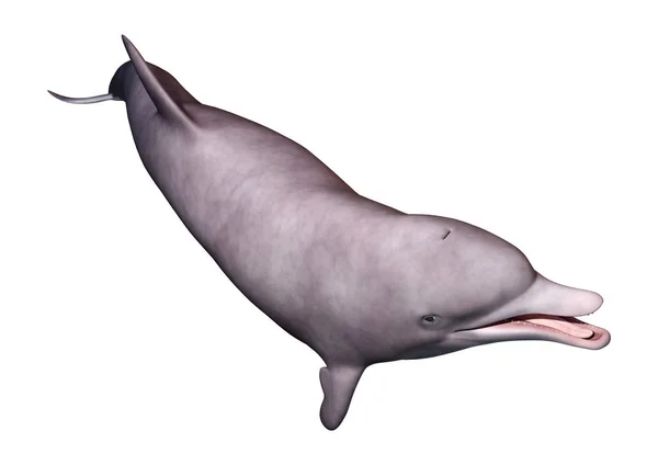 3D Rendering Delphin auf Weiß — Stockfoto