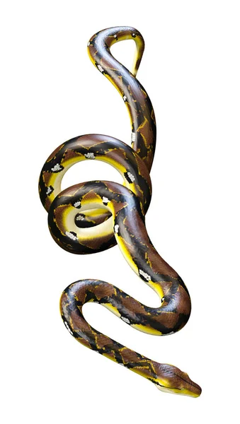 3D rendering Reticulated Python op wit — Stockfoto