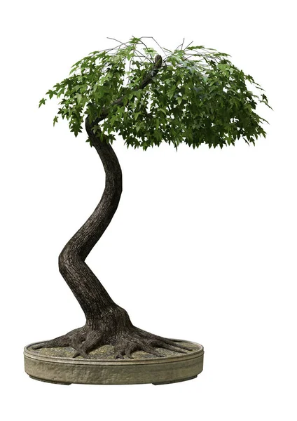 3D Rendering japanischer Bonsai-Ahornbaum auf Weiß — Stockfoto