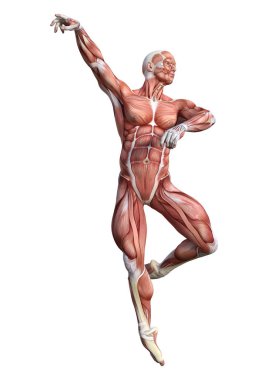 3D render erkek anatomisi şekil üzerinde beyaz