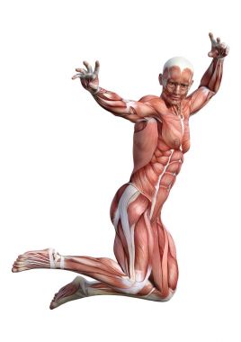 3D render erkek anatomisi şekil üzerinde beyaz