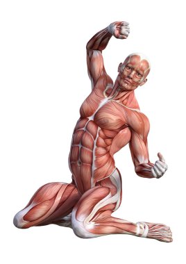 3D render erkek anatomisi şekil üzerinde beyaz