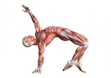 3D render erkek anatomisi şekil üzerinde beyaz