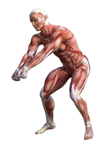 Figure d'anatomie masculine de rendu 3D sur blanc — Photo