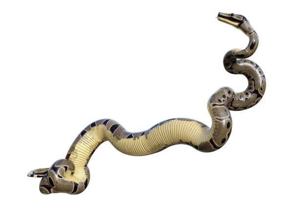 3D rendering bal Python op wit — Stockfoto