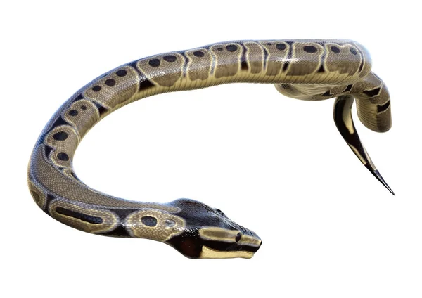 3D rendering Ball Python-fehér — Stock Fotó