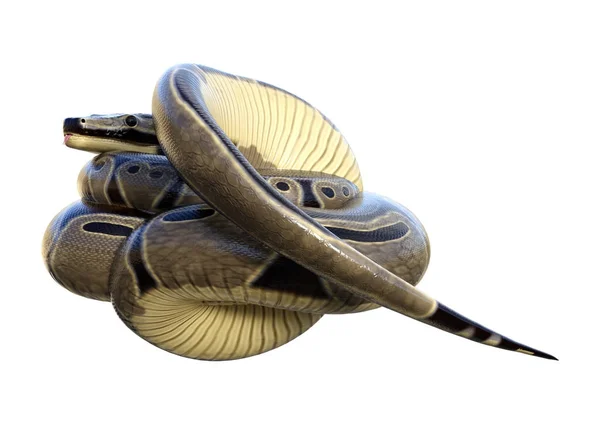 3D rendering Ball Python-fehér — Stock Fotó